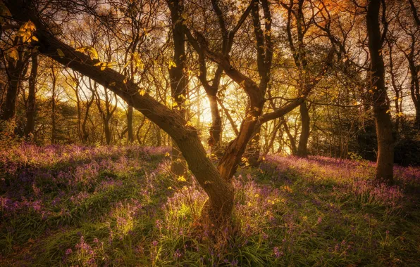 Forest, trees, England, bells