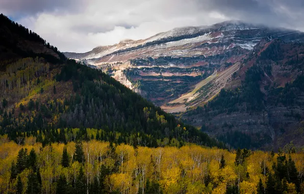 Forest, snow, mountains, nature, tops