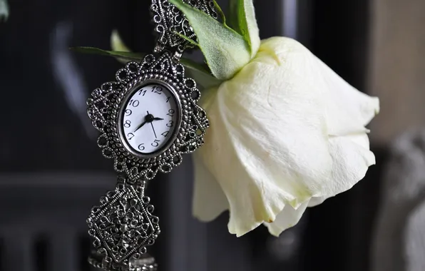 Picture flower, watch, rose, white
