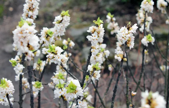 Bush, Flowers, branch, garden, Botanical garden, Daphne