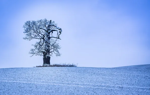 The sky, trees, nature