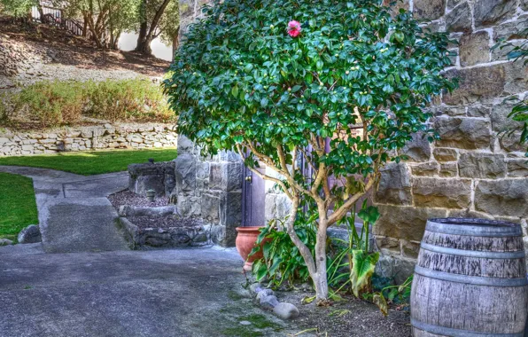 Flower, landscape, wall, tree, track, barrel, patio, pot