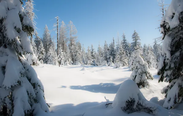 Winter, Germany, Snow, Winter, Germany, Snow, Resin, Harz