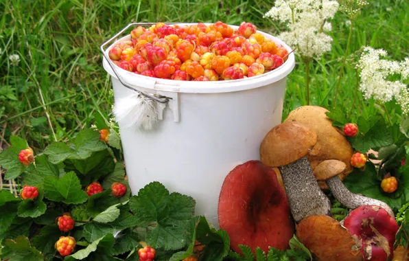 Summer, berries, mushrooms, harvest, cloudberry, boletus, Russula