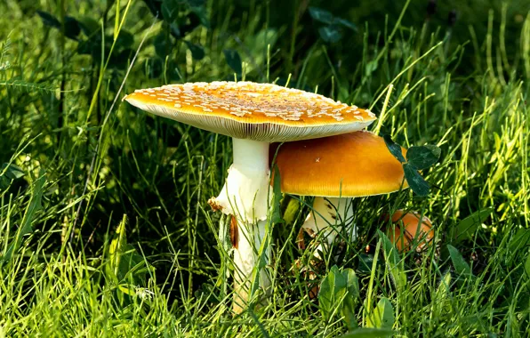 Picture grass, mushrooms, mushroom, family