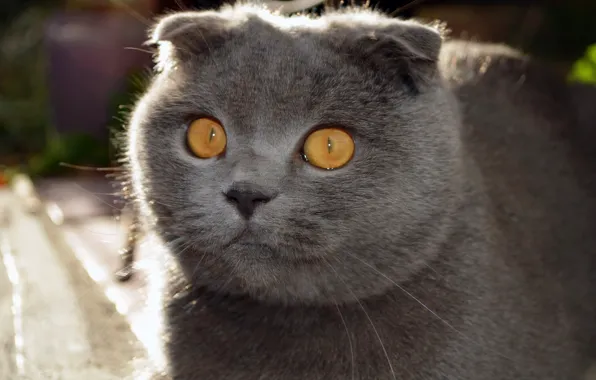 Macro, fold, Cat, British, curved ears, Grey Cat