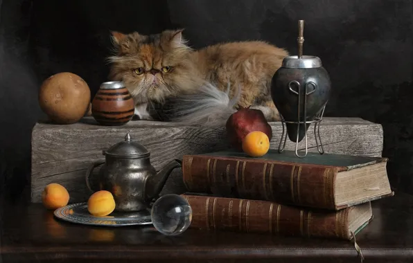 Cat, cat, look, pose, the dark background, table, books, ball