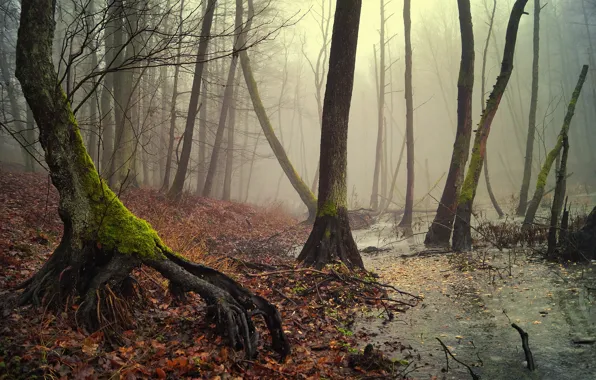 Autumn, forest, leaves, water, light, branches, roots, fog