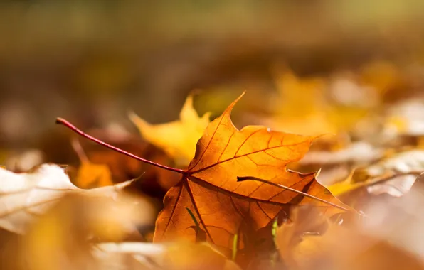 Picture autumn, macro, sheet, foliage