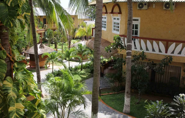 Nature, Home, Palm trees, Park, Plants, Nature, Park, Palm Trees