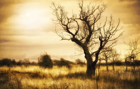 Picture field, trees, nature