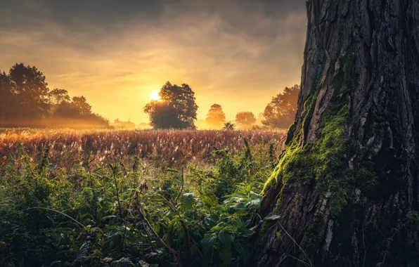 Picture grass, the sun, trees, landscape, nature, fog, trunk