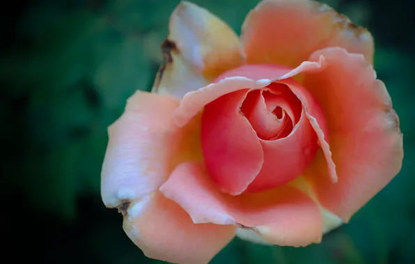 Rose, petals, Bud