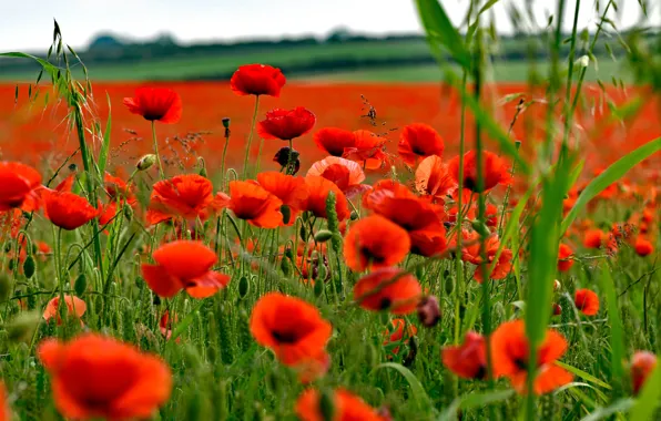 Summer, flowers, Maki, meadow, red, a lot, poppy field