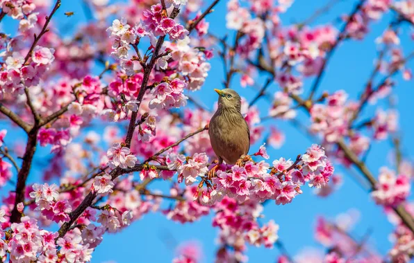 Flowers, branches, tree, bird, spring, pink, flowering, bird