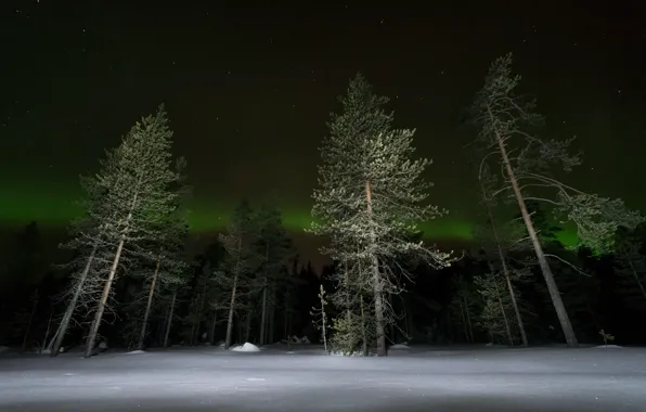 Winter, forest, night, lights