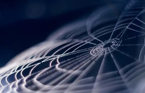 Macro, Rosa, background, web, different