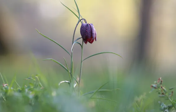 Picture flower, grass, blur, field