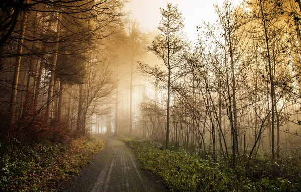 Road, forest, fog, morning