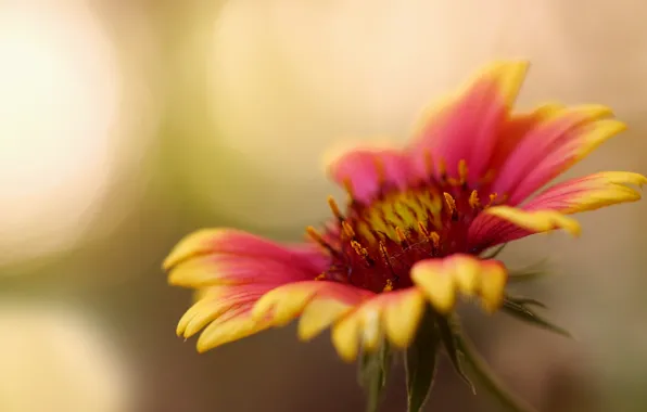 Picture flower, macro, petals