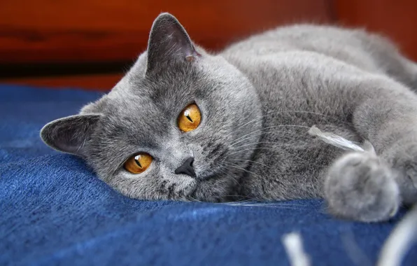 Cat, eyes, cat, grey, paws, kitty, ears