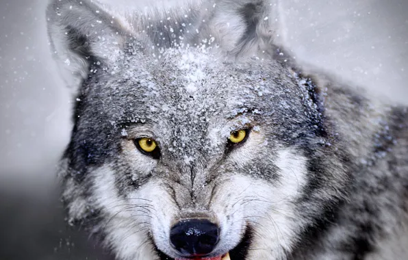 Winter, look, snow, predator, rage