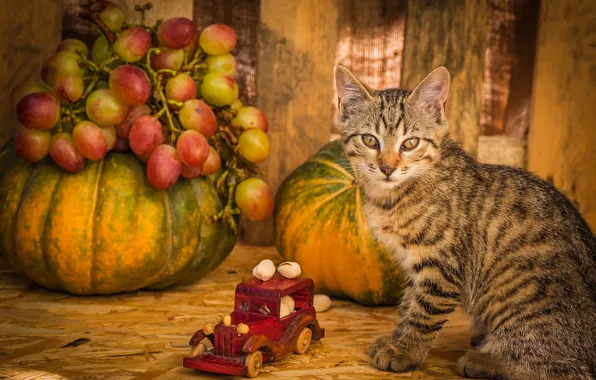 Autumn, cat, kitty, grey, toy, Board, grapes, pumpkin