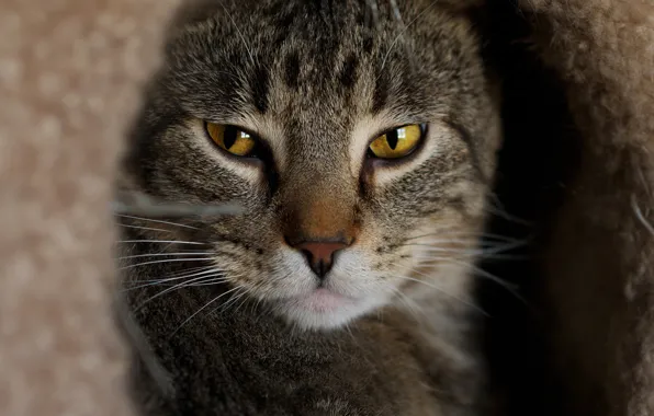 Cat, eyes, cat, look, face, close-up, grey, background