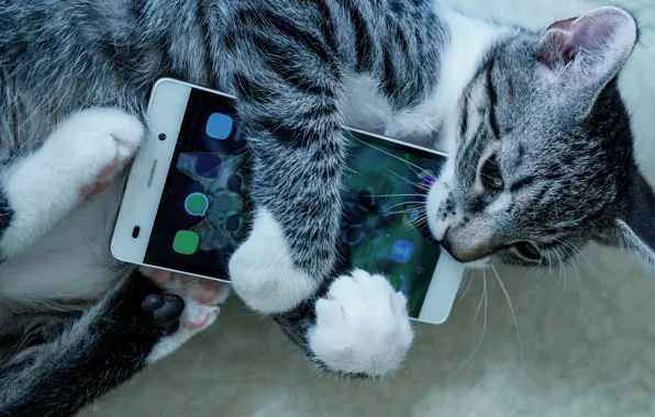 Picture pose, legs, phone, kitty