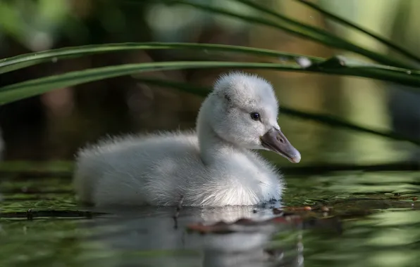 Picture look, leaves, water, light, reflection, bird, baby, swans