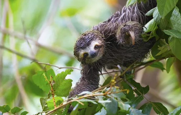 Leaves, branches, pose, smile, tree, paws, sloth, face
