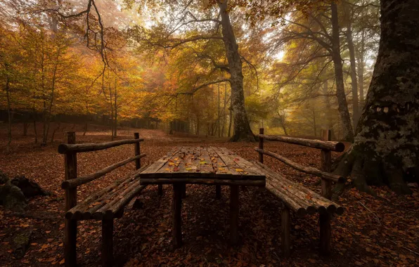Autumn, forest, trees, branches, Park, table, foliage, falling leaves