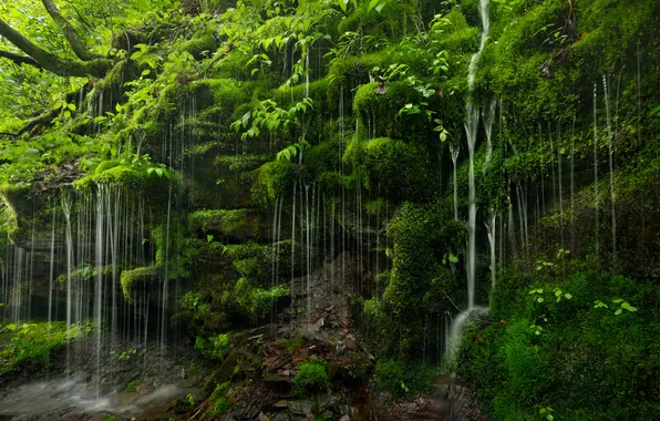 Water, nature, rock, waterfall, plants