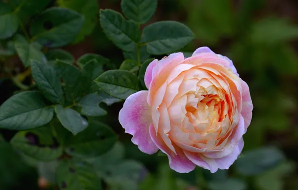 Picture roses, pink, buds