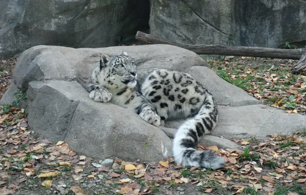 Picture cat, leaves, stone, IRBIS, snow leopard