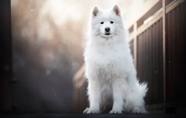 Picture the fence, dog, Samoyed