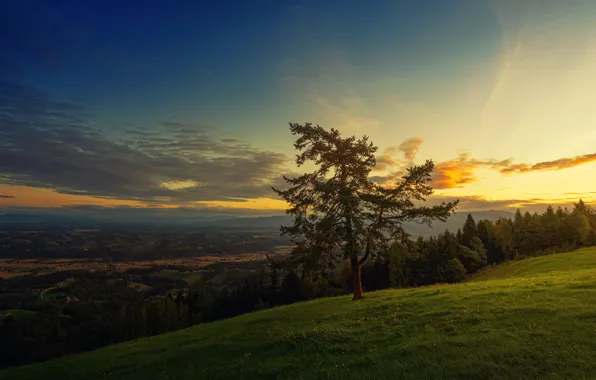 Forest, summer, the sky, grass, clouds, sunset, mountains, tree