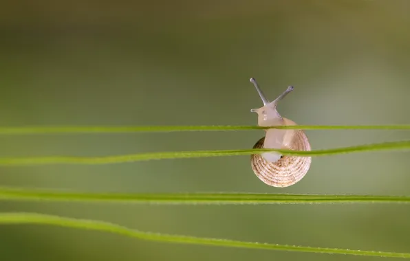 Picture grass, snail, leaves, grass