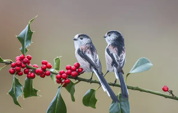 Picture branch, tail, birds, Holly, baby
