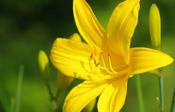 Picture Macro, Macro, Yellow lily, Yellow Lily