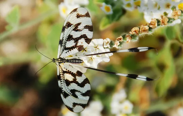 Macro, wings, Butterfly, beautiful, flowers, closeup