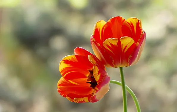 Picture flowers, nature, tulips