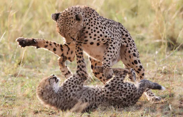 Picture cat, the game, pair, Cheetah