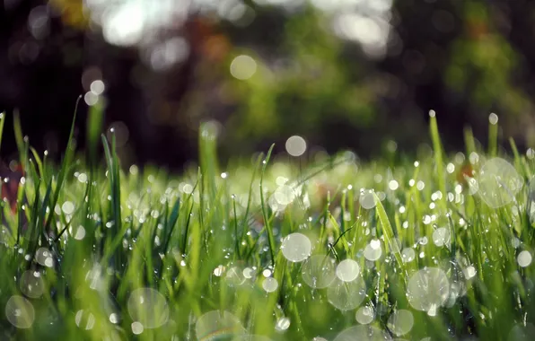 Picture grass, drops, macro, Rosa, glare, morning