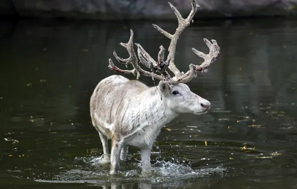 Water, squirt, deer, pond, North