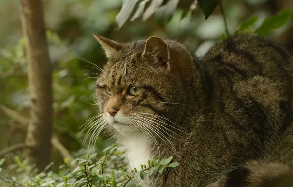 Picture predator, wild cat, Middle Eastern wildcat