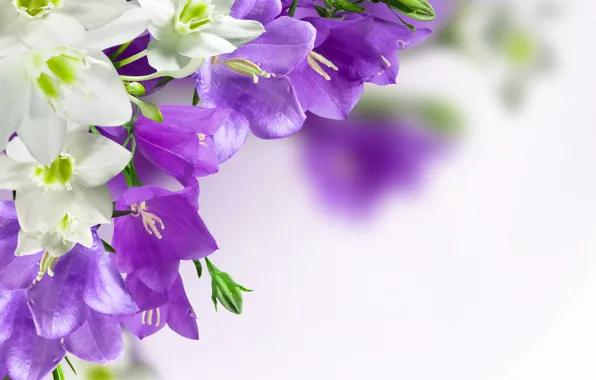 Flowers, purple, bells, campanula