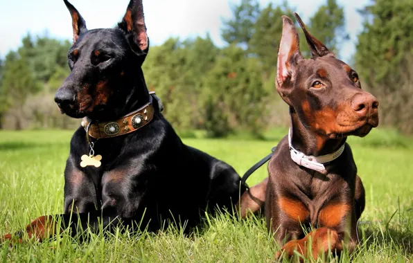 Picture grass, brothers, Dobermans, black and tan, acute, brown and tan