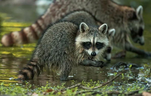 Look, baby, raccoon, face, cub, pond
