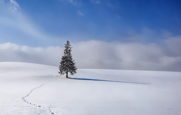 Picture winter, snow, tree